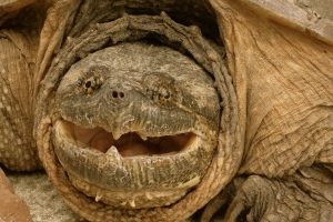 How I envision my elderly toothless grin.